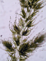 Draparnaldioides