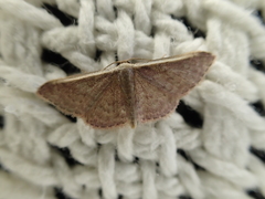 Idaea inversata