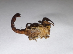 Tityus paraguayensis