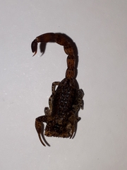 Tityus paraguayensis
