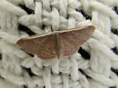 Idaea inversata