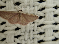 Idaea costaria