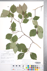 Crataegus macracantha