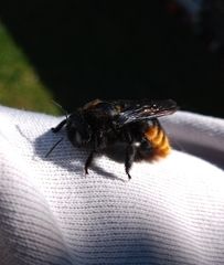 Xylocopa augusti