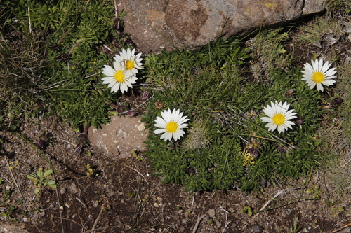 Image of Mountain Gerbera (Roessleria armerioides) by (c) Tony Rebelo, some rights reserved (CC BY-SA)