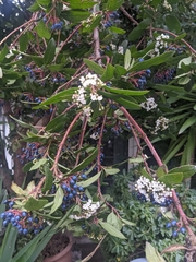 Viburnum tinus