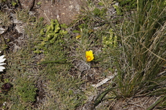 Romulea macowanii