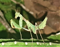 Dystacta