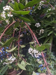 Viburnum tinus