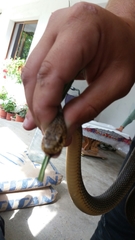 Dolichophis caspius