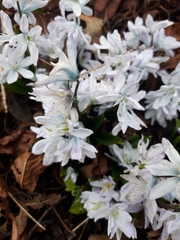Scilla mischtschenkoana