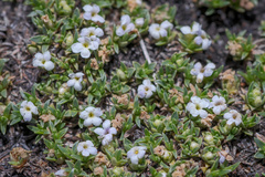 Junellia minima