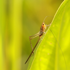 Conocephalus attenuatus