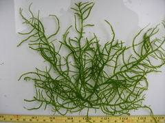 Draparnaldioides baicalensis