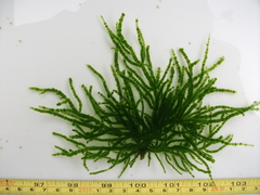 Draparnaldioides baicalensis