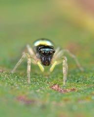 Phintella vittata