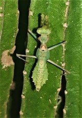 Dystacta