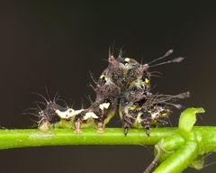 Lepidoptera