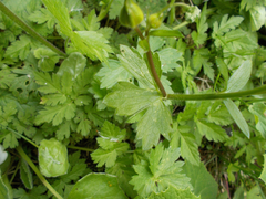 Ranunculus lanuginosus