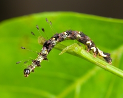 Lepidoptera