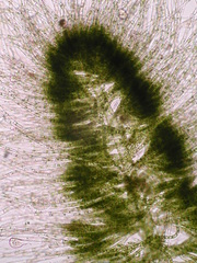 Draparnaldioides baicalensis