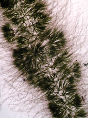 Draparnaldioides baicalensis