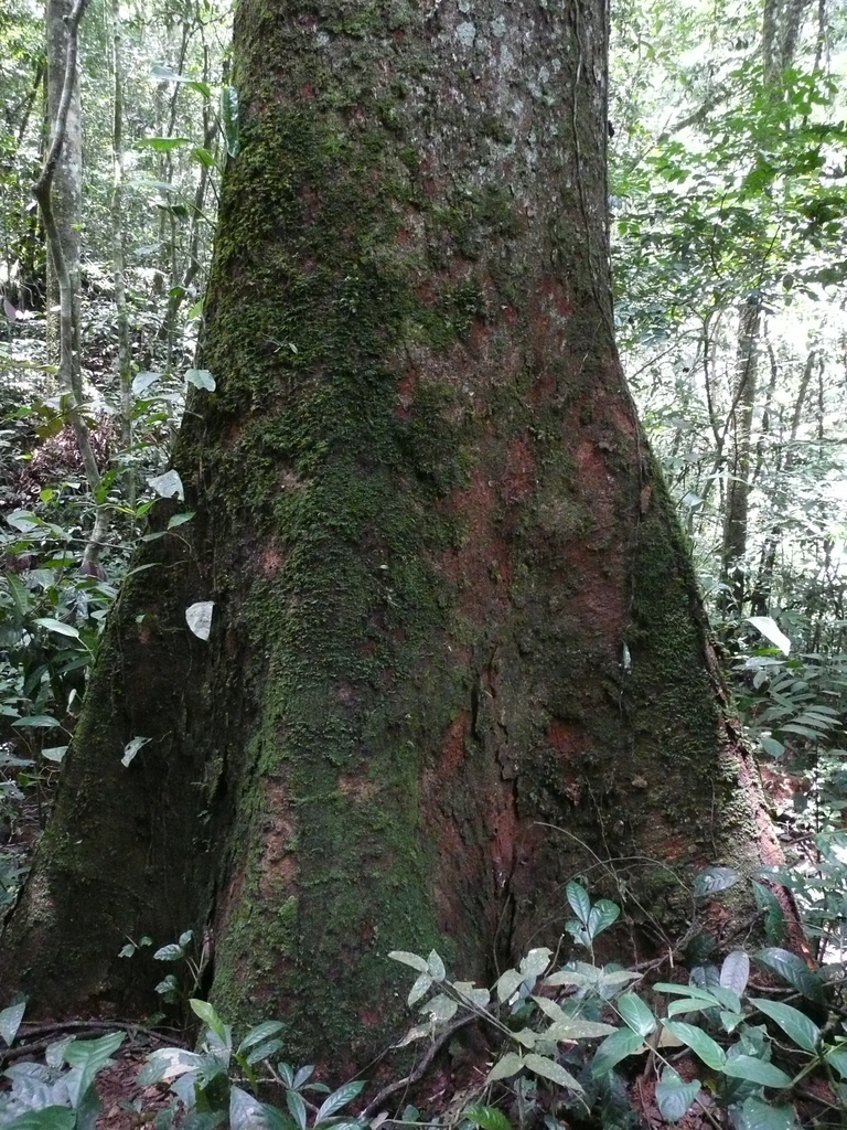 Sapeli