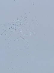 Pyrrhocorax graculus