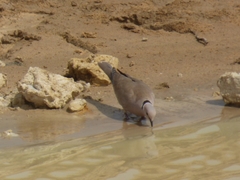 Streptopelia roseogrisea