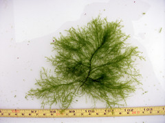 Draparnaldioides