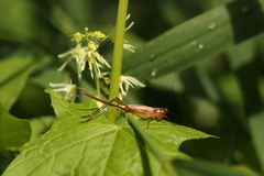 Conocephalus attenuatus