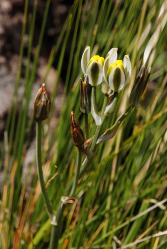 Image of Albuca humilis by (c) Tony Rebelo, some rights reserved (CC BY-SA)