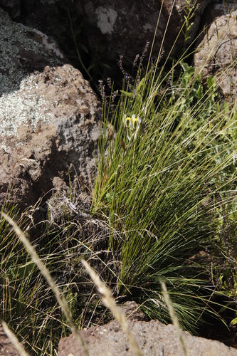 Image of Albuca humilis by (c) Tony Rebelo, some rights reserved (CC BY-SA)