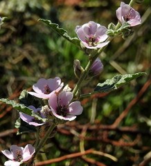 Sphaeralcea brevipes