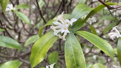 Daphne kiusiana