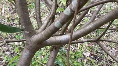 Daphne kiusiana