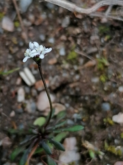 Teesdalia