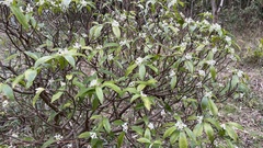 Daphne kiusiana