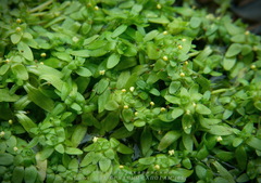 Callitriche cophocarpa