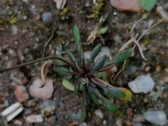 Teesdalia