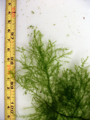 Draparnaldioides