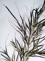 Draparnaldioides