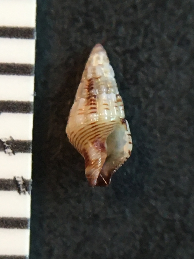 Lineate Dove Snail