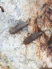 Ctenolepisma ciliatum