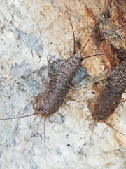 Ctenolepisma ciliatum