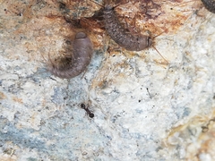 Ctenolepisma ciliatum