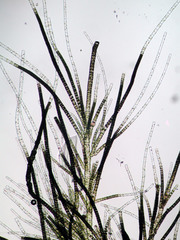 Draparnaldioides