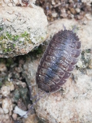 Porcellio novus