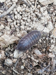 Porcellio novus