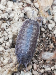 Porcellio novus